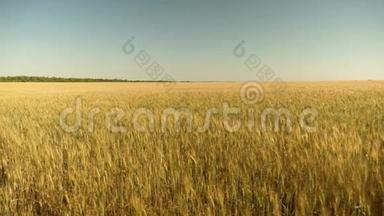 <strong>环保小</strong>麦。 在蓝天上成熟<strong>小</strong>麦的田野。 <strong>小</strong>麦的穗子和谷粒摇动着
